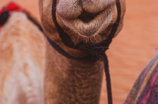 camel骆驼(骆驼：沙漠中的生存之神)