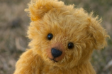 毛毯熊(毛毯熊：加拿大熊类中的超级萌物)