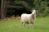 美羊羊头像(美羊羊头像：一个代表快乐的羊儿)