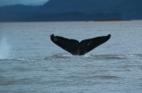 伊西斯龙王鲸：世界上最大的海洋哺乳动物