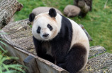 大熊猫掉落游客饮料，意外成为“茶艺大师”